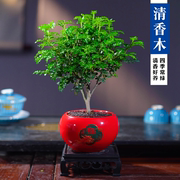 清香胡椒木盆栽植物好养室内花卉桌面绿植四季常青盆景