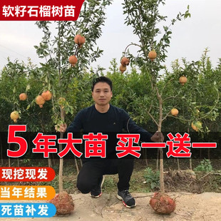 石榴树树苗突尼斯软籽庭院，果树南北方种植盆栽地栽特大石榴果树苗