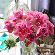 日本故事日本超大花玫瑰苗盆栽切花月季