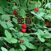 蛇莓种子红色野草莓散装水果四季易种阳台园艺花种子观果花籽花海