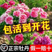 牡丹花盆栽大苗洛阳正宗花种缠枝庭院大花王重瓣室内牡丹花苗