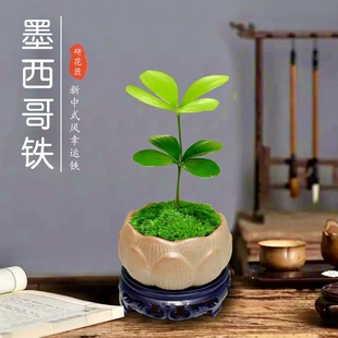 墨西哥铁树四叶幸运草室内办公桌，绿植小盆栽古风，盆景迷你懒人植物