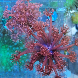 海水鱼缸海水生物活体珊瑚LPS红单包宝石花人工繁殖珊瑚 