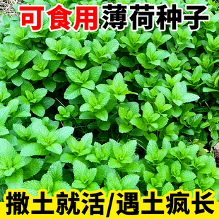 薄荷种籽子可食用四季种植种子香水，留兰香猫薄荷驱蚊室内阳台盆栽