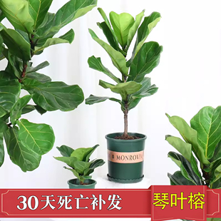 琴叶榕盆栽客厅，室内大型绿色植物橡皮树大叶，四季好养耐阴小棒棒糖