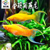 金玛丽燕尾玛丽鱼胎生鱼热带鱼直接下小鱼新手鱼好养活米奇孔雀