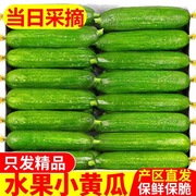 水果黄瓜新鲜5斤小黄瓜生吃青瓜时令白玉女蔬菜旱即食整箱10