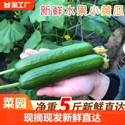 山东水果黄瓜生吃脆新鲜青瓜现摘当季时令蔬菜无刺小黄瓜5斤