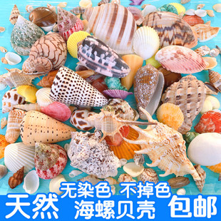 天然海螺贝壳珊瑚，地台鱼缸造景装饰寄居蟹手工，diy漂流瓶套装