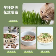 猫草盆栽小麦草育苗盘懒人水培化毛排毛球成猫幼猫零食猫咪用品