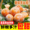 茂谷柑新鲜当季孕妇水果9斤石灰柑网红脏脏柑桔橘子薄皮沃柑
