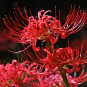 彼岸花种球多年生盆栽，植物曼珠沙华球根，花卉四季开花盆栽石蒜种球