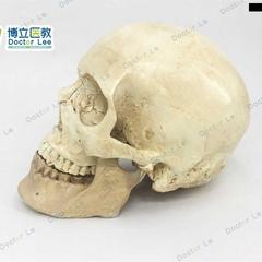 高档进口1 1d人体树脂头骨模型骷髅头模型人体头颅骨骨骼模型头骨