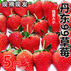 丹东99草莓新鲜当季孕妇，水果东港特产九九，草莓鲜果红颜奶油甜草莓