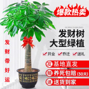 发财树大盆栽客厅大型室内植物开业乔迁送礼办公室绿植乔迁新居