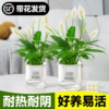 白掌绿植水培植物室内一帆风顺盆栽，绿萝铂金钻水养，花卉四季开花红