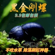 黑金刚螺不吃水草缸清洁淡水，除藻工具螺热带，观赏活体清洁宠物蜗牛