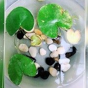 鹅卵石室内盆栽多肉绿萝植物铺面石鱼缸水培彩色石子小彩石石头