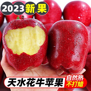 甘肃天水花牛苹果10斤整箱新鲜水果当季红蛇平果粉面苹果刮泥