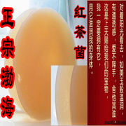 红茶菌种正宗渤海家用特级红茶菌茶红茶菌太岁胃宝菌种活的海宝菌