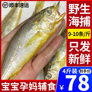 4斤舟山小黄鱼新鲜冷冻海捕，小黄花鱼黄花鱼，鲜活海鲜水产9-10条斤