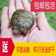 乌龟活物大巴西龟活体，宠物龟长寿观赏龟绿色小彩龟水龟活物红耳龟