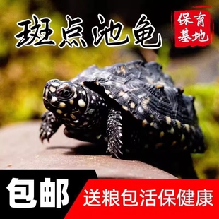 正宗斑点龟满天星龟黑池龟深水龟吃粪龟招财宠物龟星点龟活体