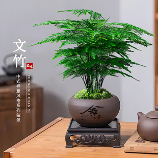 文竹盆栽植物室内客厅，中式禅意微盆景办公桌面，花卉创意迷你小绿植
