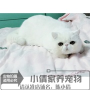 纯种活体宠物加菲猫异国短毛猫，纯白色加菲幼猫家养宠物猫出售x