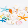 天然大海螺贝壳工艺品珊瑚石，摆件鱼缸装饰品微景观创意海边小海星