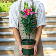 百合花盆栽室内阳台室外庭院好养植物香水百合绿植浓香花卉带花苞