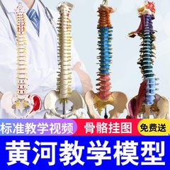 脊柱练习模型颈椎人体骨骼