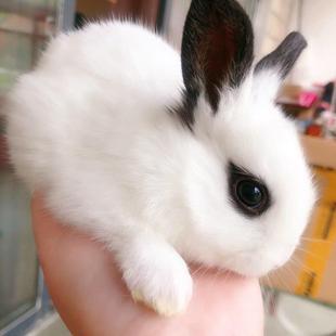 兔子活物小白黑垂耳侏儒凤眼小型宠物宝宝公主公母可爱儿童兔兔