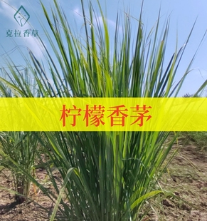 柠檬香茅可食用多年生香草植物盆栽克拉香草柠檬草冬阴功汤煮茶