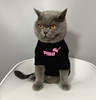 猫咪衣服夏季幼猫蓝猫布偶猫宠物猫猫纯棉透气防掉毛小猫
