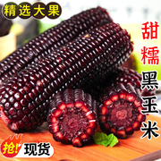 黑糯玉米10根新鲜紫黏黑玉米彩色甜玉米香甜嫩苞米粒真空蔬菜