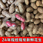 新鲜湿花生现挖现发泥花生带壳生花生农家红皮小花生鲜花生