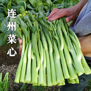 连州菜心种子种籽四季蔬菜孑迟广东菜苔青菜南方四季菜种秋季菜籽