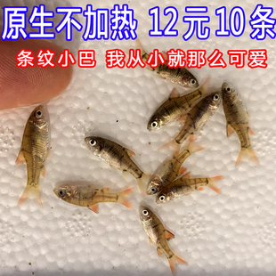 观赏鱼活体水族宠物中国原生鱼群，游小型淡水，冷水条纹小鲃稀少好养