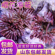 樱花海葵小丑鱼海葵海缸软体，珊瑚绿奶嘴海葵紫点白海葵(白海葵)公主葵