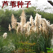 出售水生花卉种子籽 芦苇种子 端午节包粽子芦芛蒹葭种子