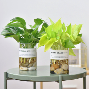 镜绿黄金葛绿萝玻璃杯花瓶套装，水培盆栽好养易活室内喜阴除甲醛