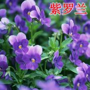 紫罗兰花种子紫罗兰种子，耐寒易种庭院园林景观花卉种子
