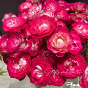 铃兰家西德娜超切花，四季多花植物阳台花卉，盆栽玫瑰花苗