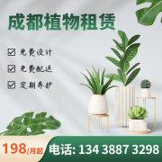 成都绿植租赁租摆室内大型花卉植物设计租盆栽造景办公室绿化养护