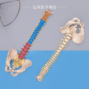 脊柱模型人体脊椎骨盆模型腰椎带尾骨骶骨骼椎间盘神经腿骨科教学