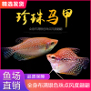 黄蓝曼龙鱼吃蛋白虫珍珠马甲五彩丽丽活体小型热带观赏鱼