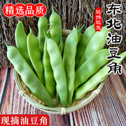 东北油豆角农家新鲜蔬菜特产九月青开锅烂现摘非一点红豆角9