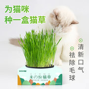 得酷 猫草绿色水培猫薄荷猫零食除毛球猫草种籽种植套装猫咪用品
