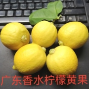 广东香水柠檬成熟黄柠檬新鲜四季柠檬香味浓奶茶店饮品店用